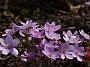 Hepatica nob.Rosea EL